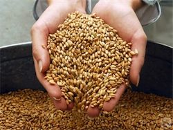 РФ, Казахстан и Украина займут треть рынка зерна
